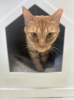 Parsley -  Domestic Short Hair Cat for Adoption in Kalamazoo, Michigan - Parsley | PetCurious