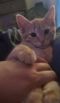 Shine -  Domestic Short Hair Cat for Adoption in Walled Lake, Michigan - Shine | PetCurious