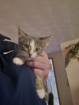 Merry -  Domestic Short Hair Cat for Adoption in Metamora, Illinois - Merry | PetCurious