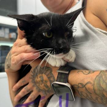 Rescue Domestic Short Hair Cats for Adoption in Oneonta, New York - Tika | PetCurious