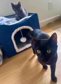 Rescue Domestic Medium Hair Cats for Adoption - Bear And Kitty | PetCurious