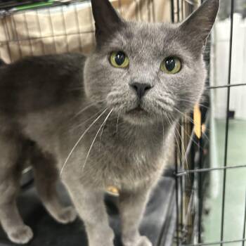 Gala -  Domestic Short Hair Cat for Adoption in Mokena, Illinois - Gala | PetCurious