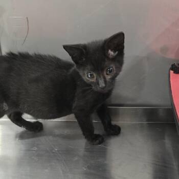 Preston -  Domestic Long Hair Cat for Adoption in Washburn, Missouri - Preston | PetCurious