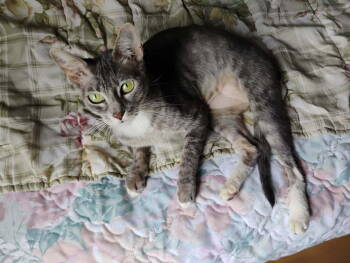 Rescue Domestic Short Hair Cats for Adoption in Crescent City, Florida - Queenie | PetCurious