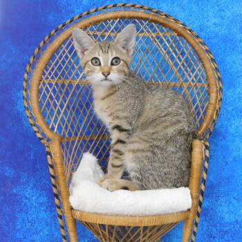 Bruce -  Domestic Short Hair Cat for Adoption in Canton, Illinois - Bruce | PetCurious