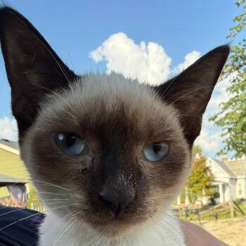Leo (The Forgotten) -  Domestic Short Hair Cat for Adoption in Lancaster, Ohio - Leo (The Forgotten) | PetCurious