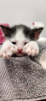 Domestic Short Hair Cats Available for Adoption in Republic, Missouri - Yuri | PetCurious