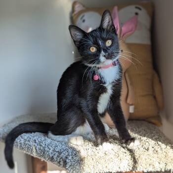 Rescue American Shorthair Cats for Adoption in Tucker, Georgia - Mercedes (The Luxury Model) | PetCurious
