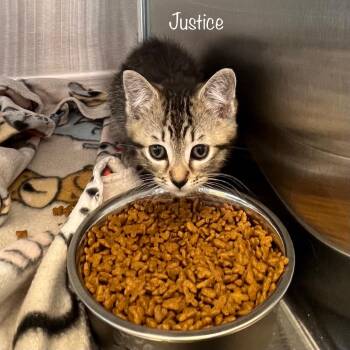 Justice -  Domestic Short Hair Cat for Adoption in Madisonville, Tennessee - Justice | PetCurious