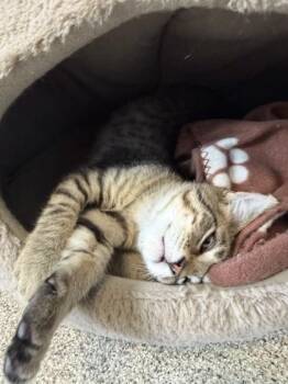 Spruce -  Domestic Short Hair Cat for Adoption in Harbor Springs, Michigan - Spruce | PetCurious