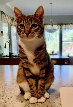 Domestic Short Hair Cats Available for Adoption in Camarillo, California - Flop- With Tintin | PetCurious