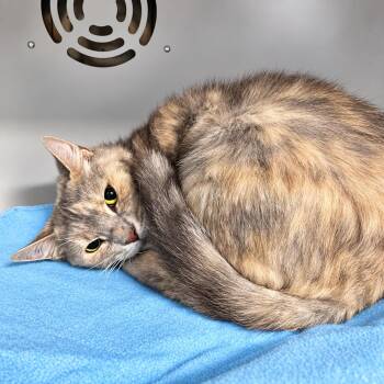 Skid -  Domestic Short Hair Cat for Adoption in Moundsville, West Virginia - Skid | PetCurious