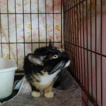 Rescue Domestic Short Hair Cats for Adoption in ELEVEN MILE, Arizona - Cali | PetCurious