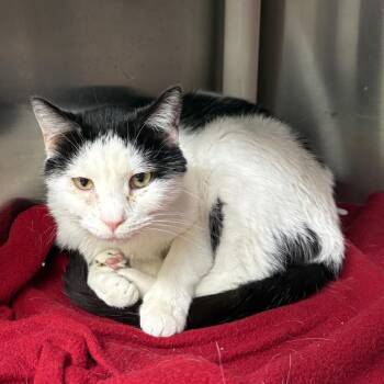 Domestic Short Hair Cats Available for Adoption - Oliver | PetCurious