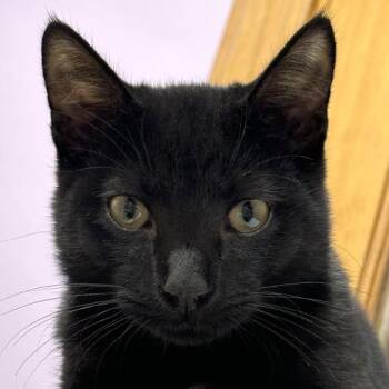 Smalls -  Domestic Short Hair Cat for Adoption in Crystal Lake, Illinois - Smalls | PetCurious