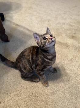 Rescue Domestic Short Hair Cats for Adoption in Springdale, Arkansas - Persephone | PetCurious