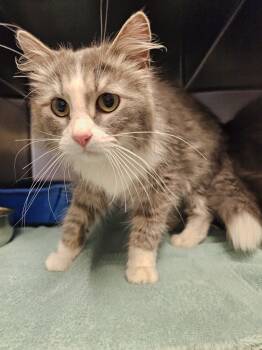 Gwen -  Domestic Long Hair Cat for Adoption in Burlington, Iowa - Gwen | PetCurious