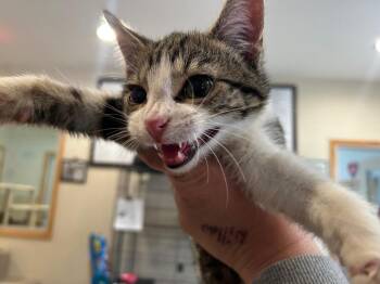 Domestic Short Hair Cats Available for Adoption - Velcro | PetCurious