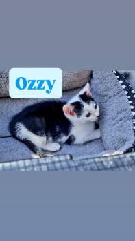 Ozzy -  Tuxedo Cat for Adoption in Crown Point, Indiana - Ozzy | PetCurious