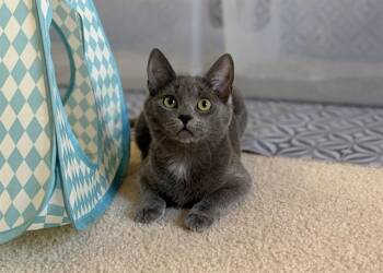 Domestic Short Hair Cats Available for Adoption in Charlotte, North Carolina - RAKSHA | PetCurious