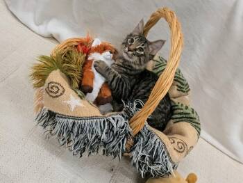 Tony the Tiger -  Domestic Medium Hair Cat for Adoption in Pueblo, Colorado - Tony The Tiger | PetCurious