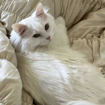 Rescue Turkish Angora Cats for Adoption in Chicago, Illinois - Bella | PetCurious