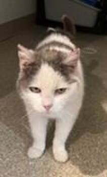 Domestic Short Hair Cats Available for Adoption in Lead, South Dakota - Gracie | PetCurious