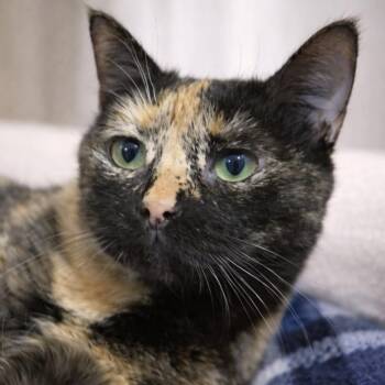Domestic Short Hair Cats Available for Adoption - Daria | PetCurious