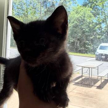 Canoodle -  Domestic Short Hair Cat for Adoption in Charlottesville, Virginia - Canoodle | PetCurious