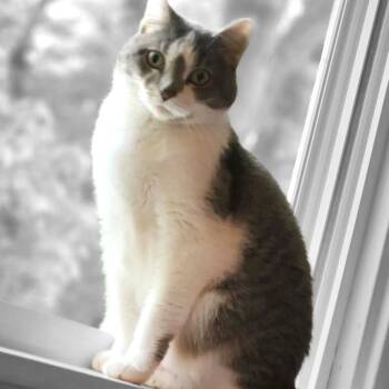 Rescue Domestic Short Hair Cats for Adoption in Rochester, Minnesota - Arlo | PetCurious