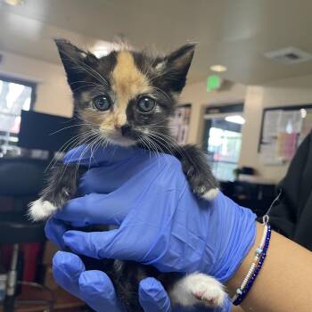 Octavia -  Domestic Short Hair Cat for Adoption in Pasadena, California - Octavia | PetCurious