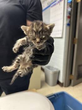 A377173 -  Domestic Short Hair Cat for Adoption in Stockton, California - A377173 | PetCurious