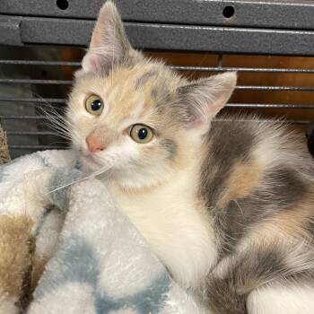 Domestic Short Hair Cats Available for Adoption in Huntsville, Alabama - Odette | PetCurious