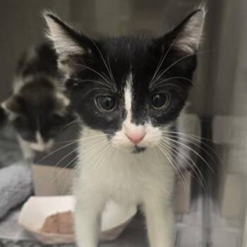 Edwin -  Domestic Short Hair Cat for Adoption in Phoenixville, Pennsylvania - Edwin | PetCurious