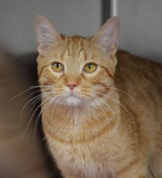 Domestic Short Hair Cats Available for Adoption - Jelly | PetCurious