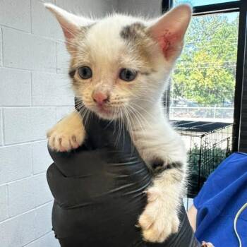Oatmeal Cream Pie -  Domestic Short Hair Cat for Adoption in Gadsden, Alabama - Oatmeal Cream Pie | PetCurious