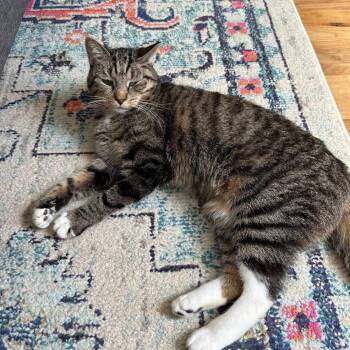 Bebe -  Domestic Short Hair Cat for Adoption in Wantagh, New York - Bebe | PetCurious