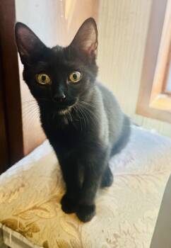Rescue Domestic Short Hair Cats for Adoption - Midnight | PetCurious
