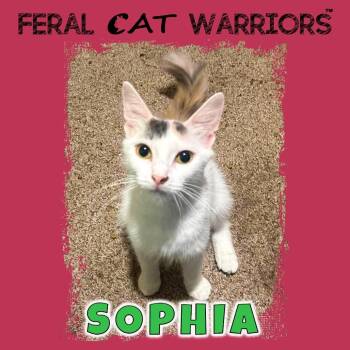 Sophia -  Domestic Medium Hair Cat for Adoption in Kingman, Arizona - Sophia | PetCurious