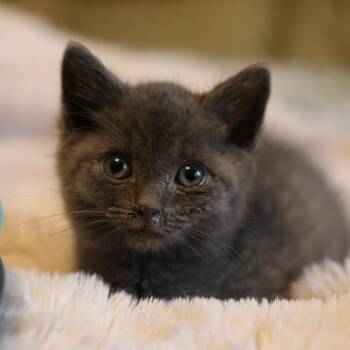 Sterling *Bonded w/ Dove**Avail 6/27 at Biddeford Petsmart* -  Domestic Medium Hair Cat for Adoption in Kennebunk, Maine - Sterling *Bonded W/ Dove**Avail 6/27 At Biddeford Petsmart* | PetCurious