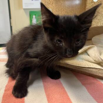 Snickers -  Domestic Short Hair Cat for Adoption in Pasadena, California - Snickers | PetCurious