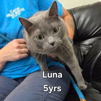 Luna -  Domestic Short Hair Cat for Adoption in Madison, Wisconsin - Luna | PetCurious