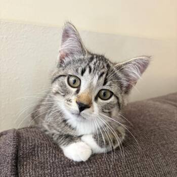 Oakley -  Domestic Short Hair Cat for Adoption in Mondovi, Wisconsin - Oakley | PetCurious