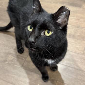 American Shorthair Cats Available for Adoption in Philadelphia, Pennsylvania - Andy | PetCurious