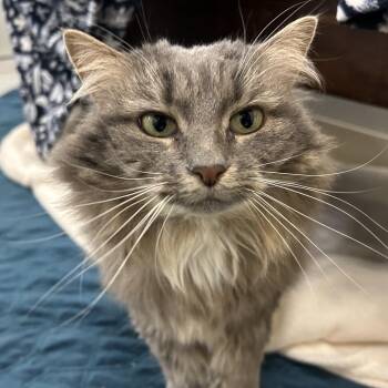 Chloe -  Domestic Long Hair Cat for Adoption in Bedford, New Hampshire - Chloe | PetCurious