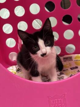Stache -  Domestic Short Hair Cat for Adoption in Honolulu, Hawaii - Stache | PetCurious