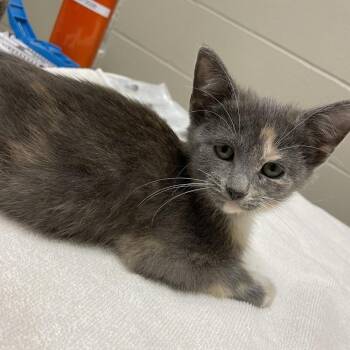 Lady Mary -  Domestic Short Hair Cat for Adoption in South Bend, Indiana - Lady Mary | PetCurious
