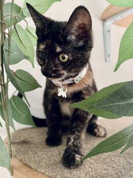 Rescue Domestic Short Hair Cats for Adoption in San Diego, California - Arby | PetCurious