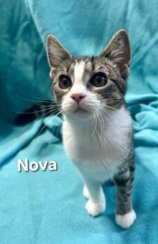 Nova -  Domestic Short Hair Cat for Adoption in Temple, Pennsylvania - Nova | PetCurious