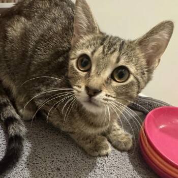 Rose Of My Heart -  Domestic Short Hair Cat for Adoption in Fredericksburg, Virginia - Rose Of My Heart | PetCurious